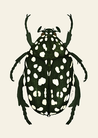 Green Beetle