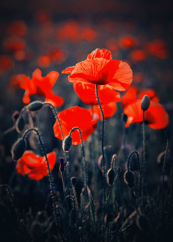 Red field poppies, macro