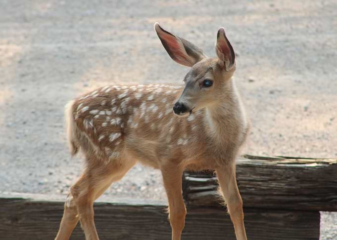 Peeking Deer
