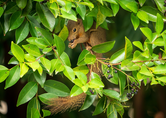 Feeding Squirrel