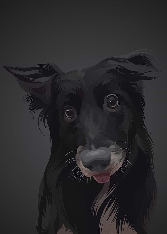Dog 15