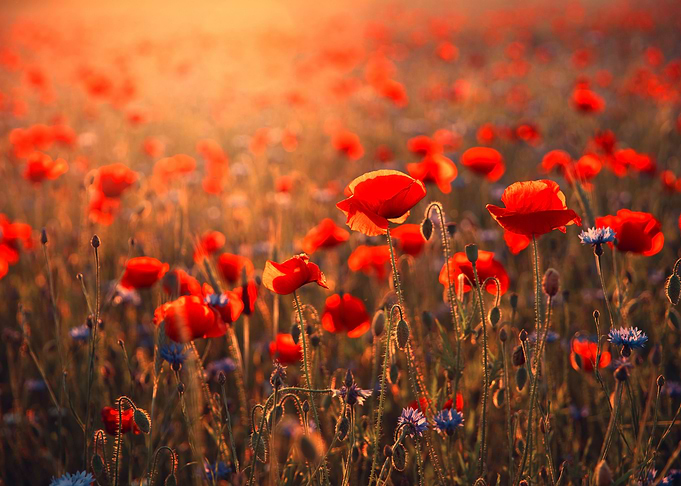 Red poppy flowers, meadow