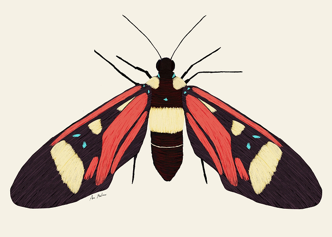 Red butterfly