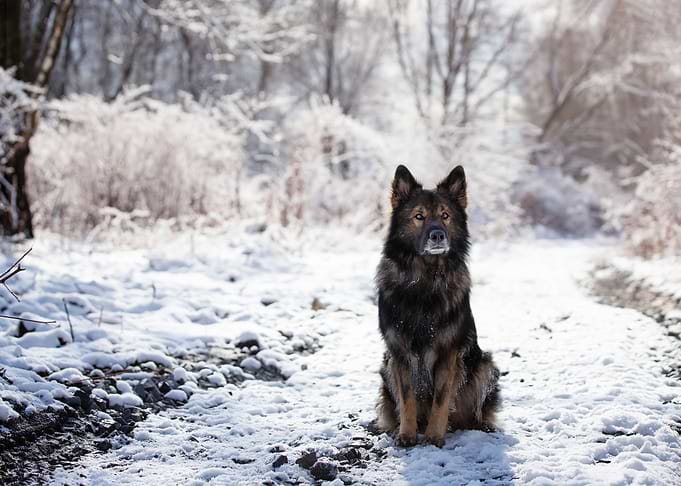 German Shepherd in winter