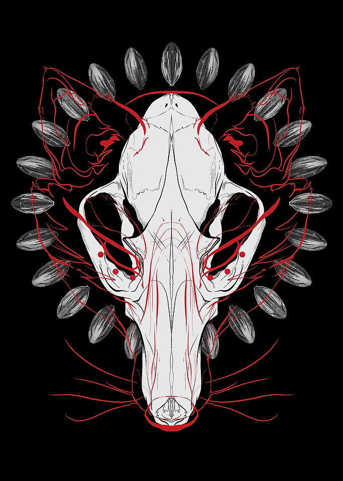Red Fox Skull