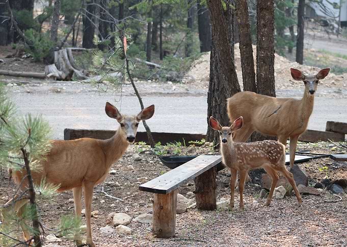 Deer Family