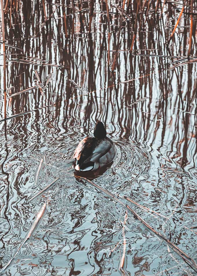 Duck