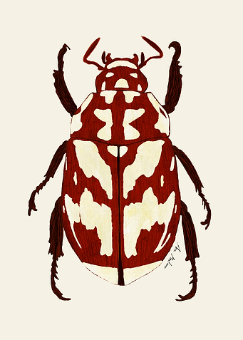 Red beetle