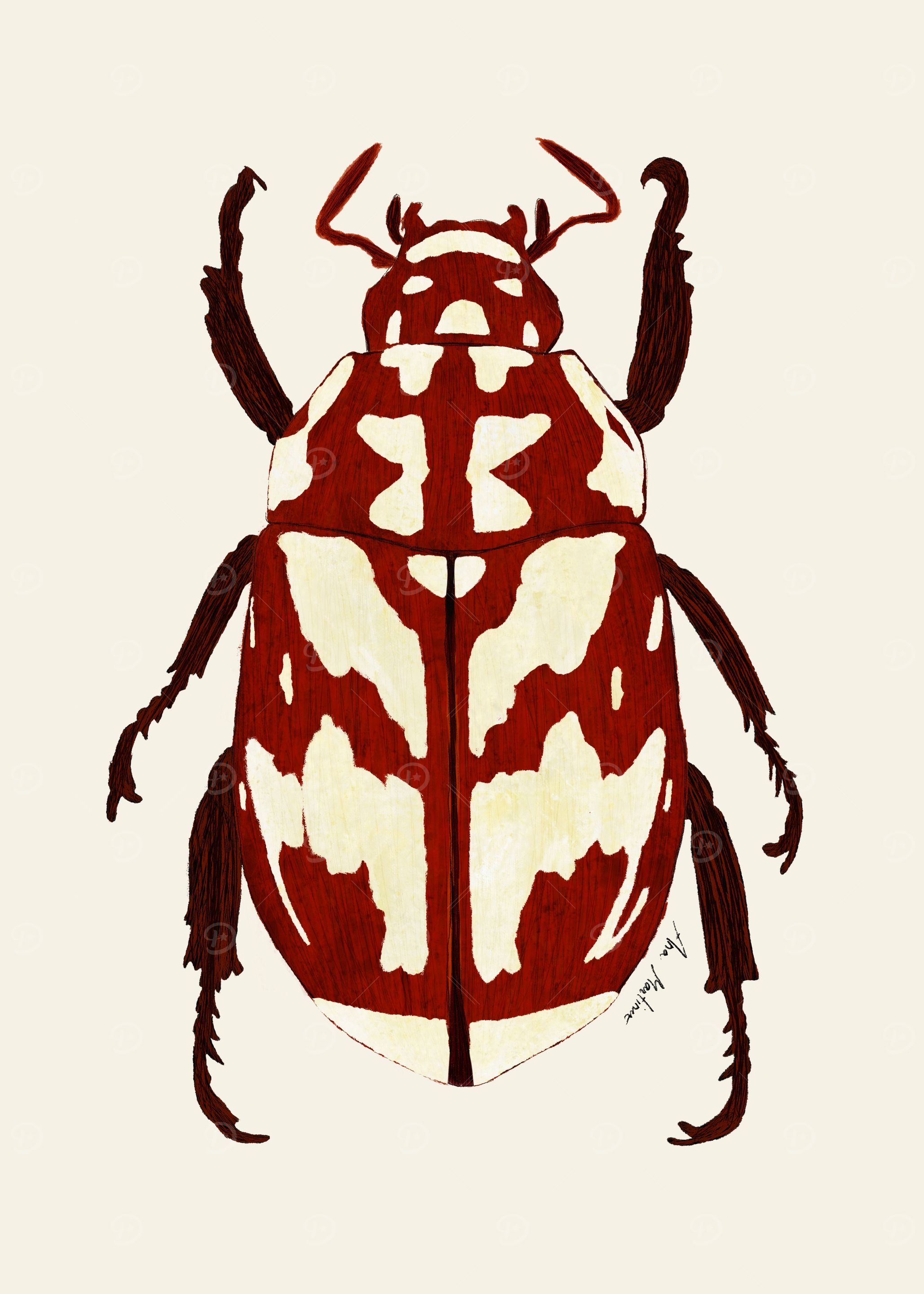Red beetle