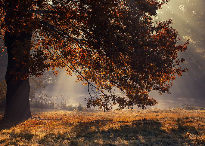 Autumn landscape in park