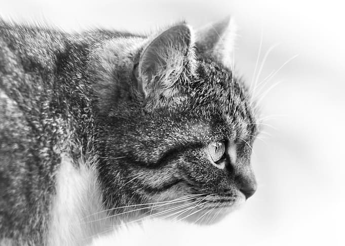 Beloved cat, domestic pet