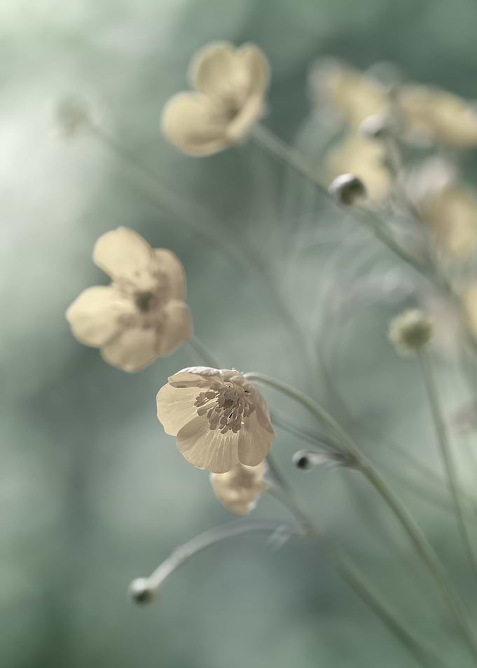 Wild yellow flower, macro