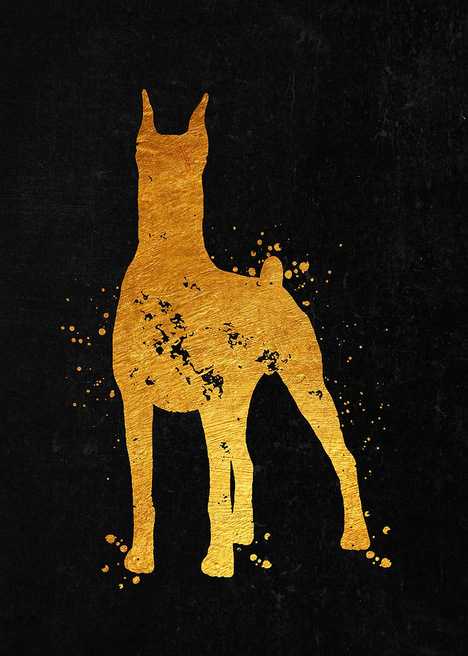 Doberman Portrait