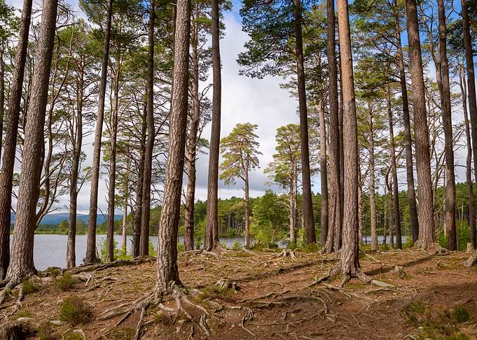 Forest in Scotland