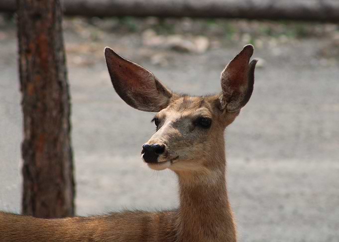 Deer