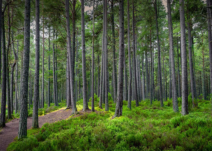 Forest in Scotland