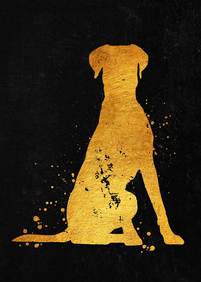 Doberman Dog