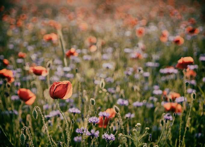 Red field poppies in glade