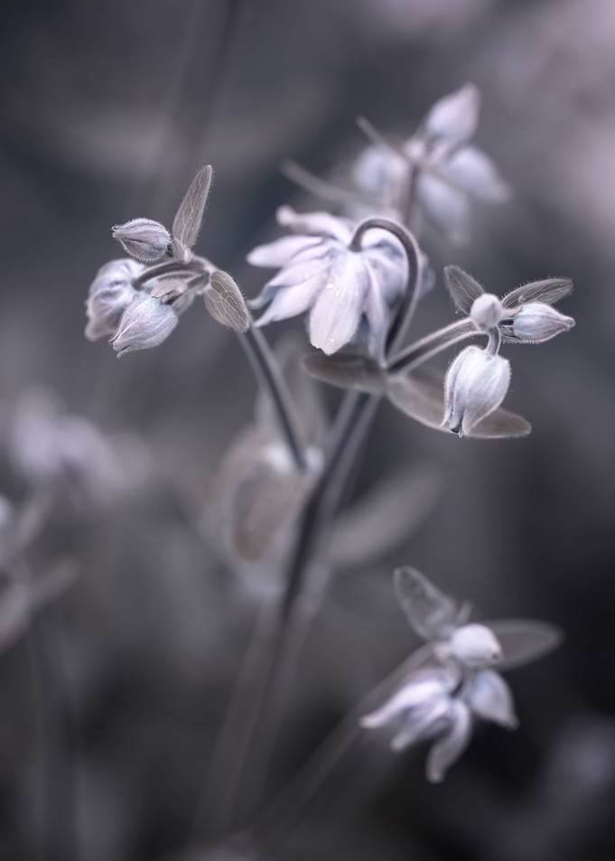 Delicate pastel flowers