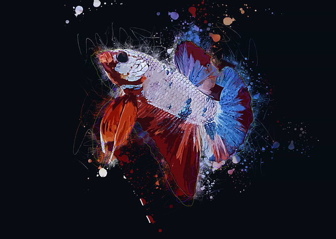 Siamese Fighting Fish
