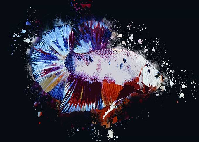 Candy Betta Fish