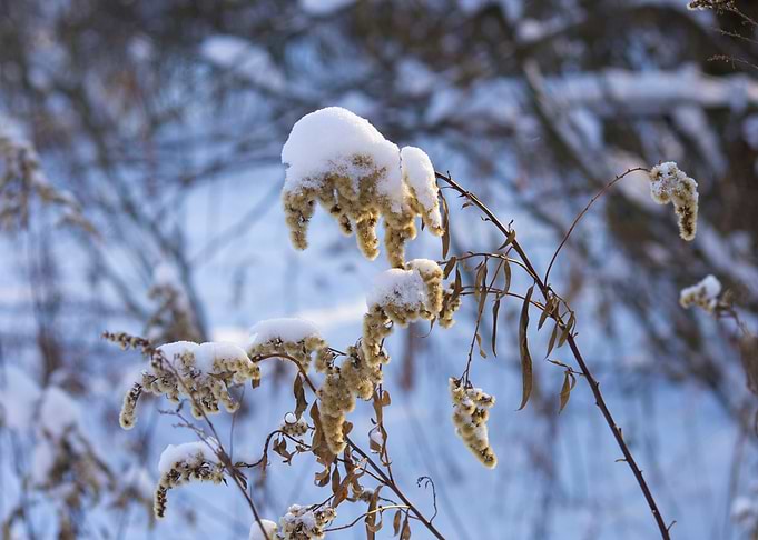 Winter Grass