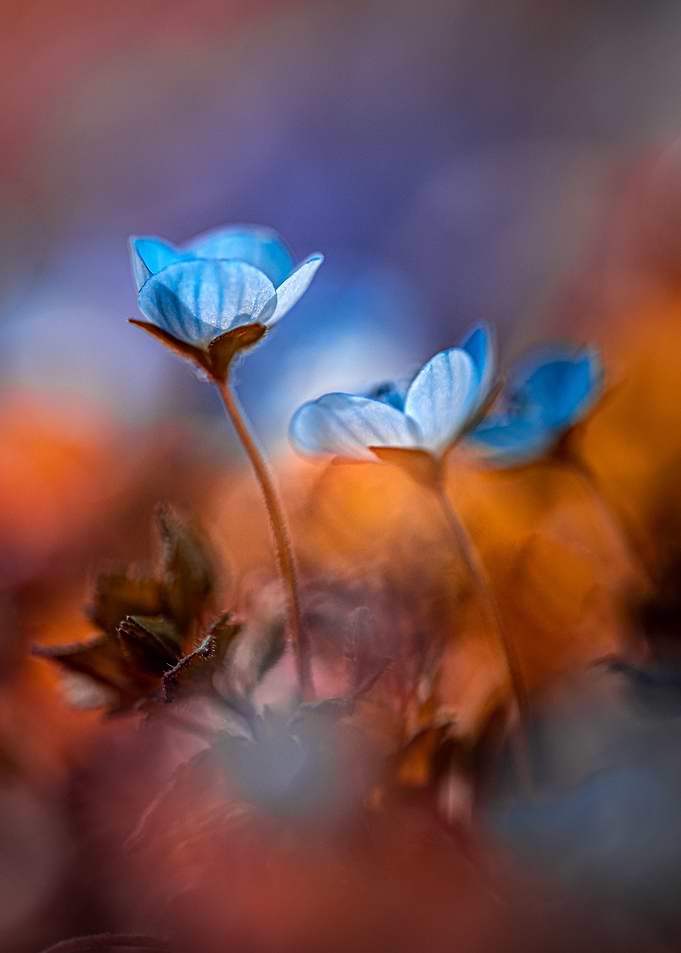 Blue spring
