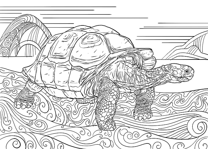Galapagos Tortoise