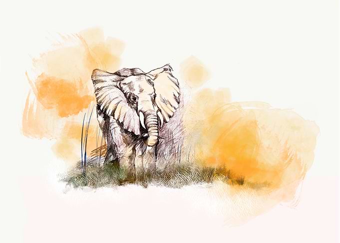 The Elephant