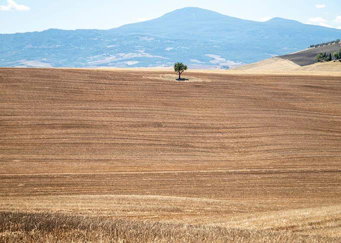 Tree in Val D Orcia