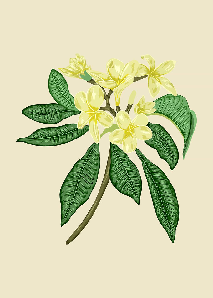 Frangipani Botanical Art