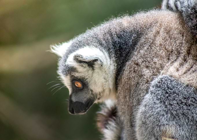 Lemur