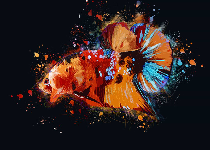 Multicolor Betta Fish