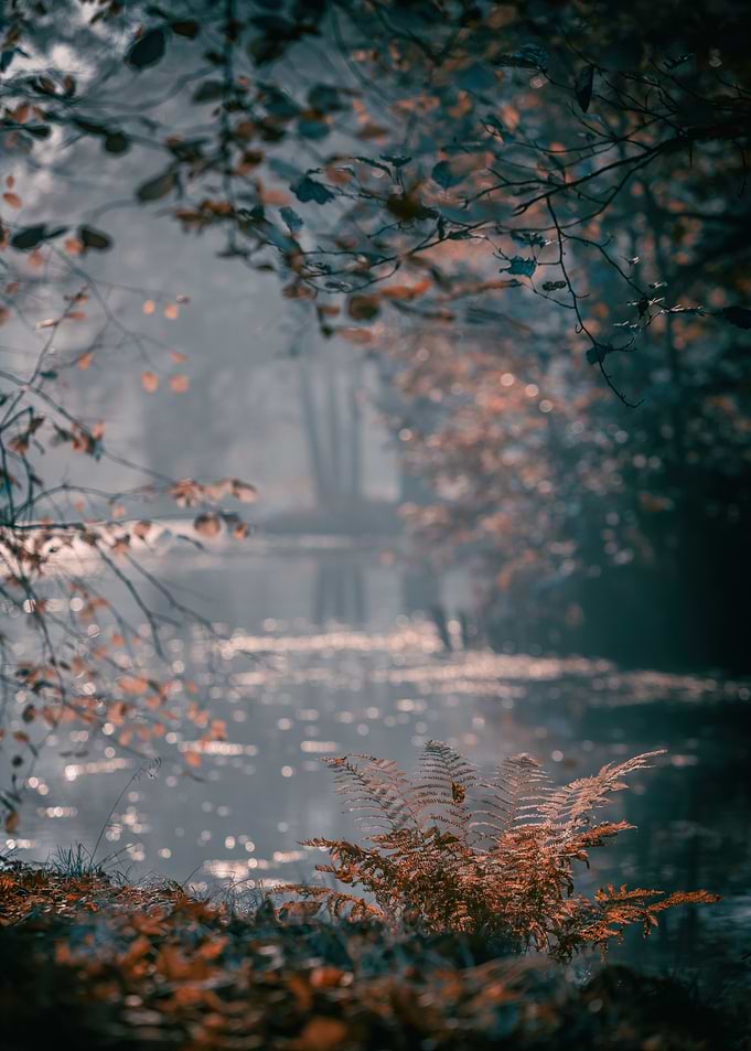 Autumn foggy lake in park