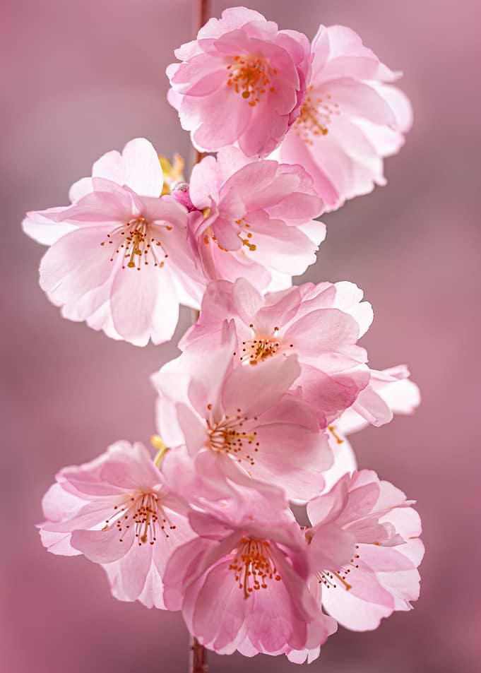 Pink Cherry