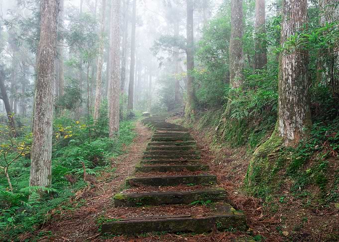 Misty Ecological Forest