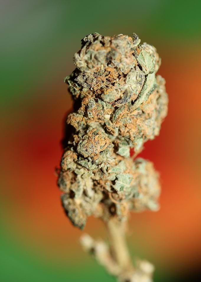 Medical cannabis close up