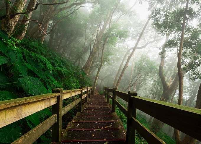 Misty Ecological Forest