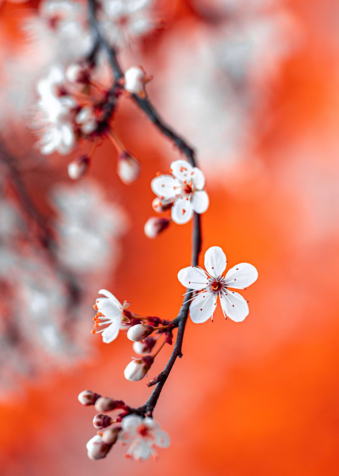 Spring tree