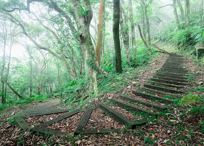 Misty Ecological Forest