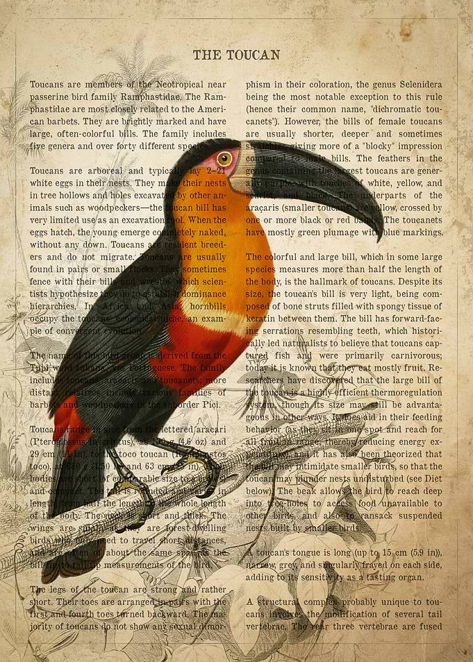 Vintage Toucan Print