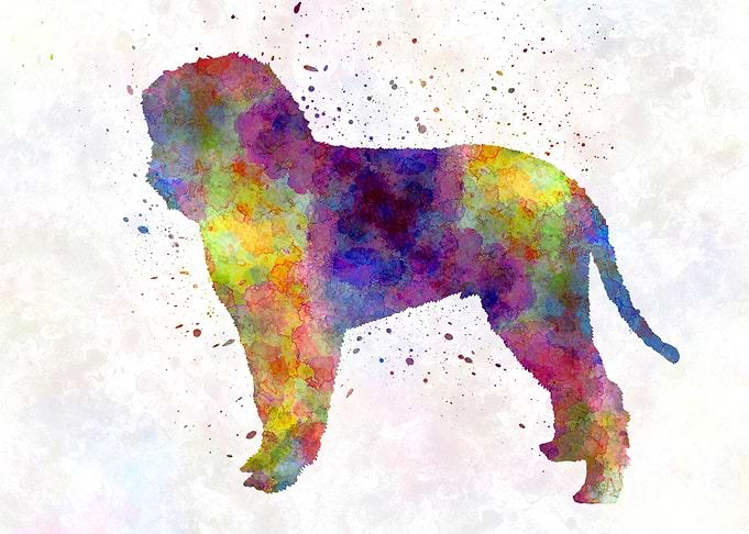 Romagna water dog