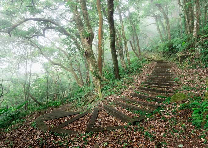 Misty Ecological Forest