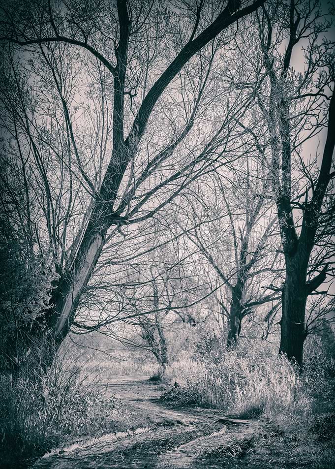 Autumn trees, B&W, Poland
