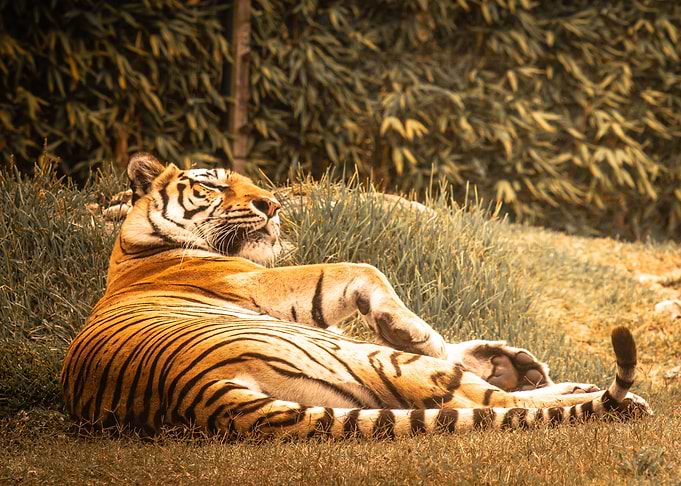 Relaxing Lion
