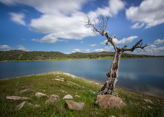 Old tree