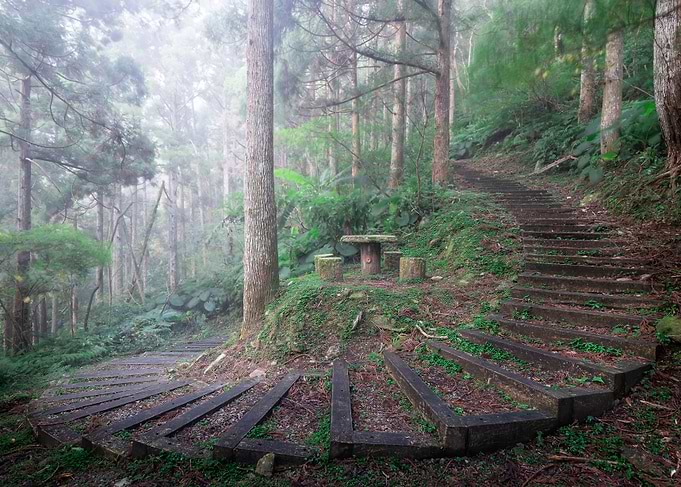 Misty Ecological Forest