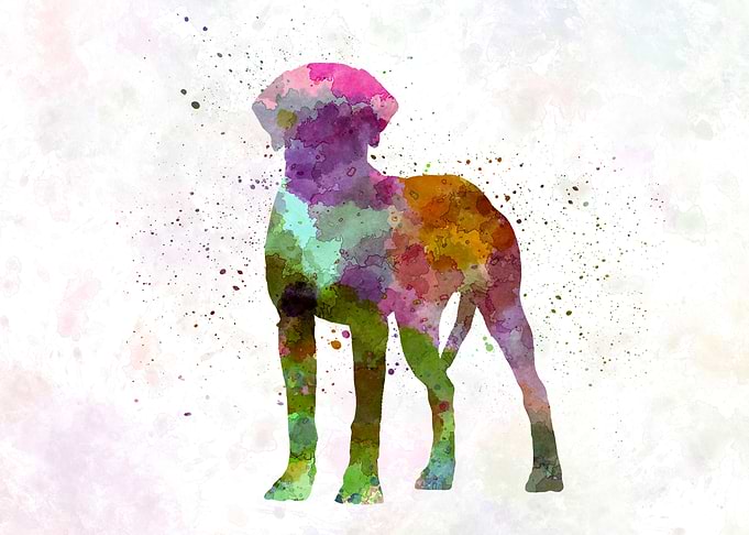 Rhodesian Ridgeback