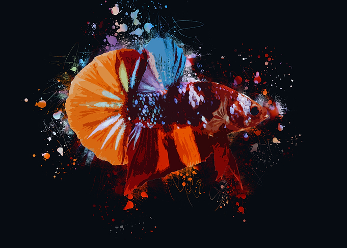 Multicolor Betta Fish