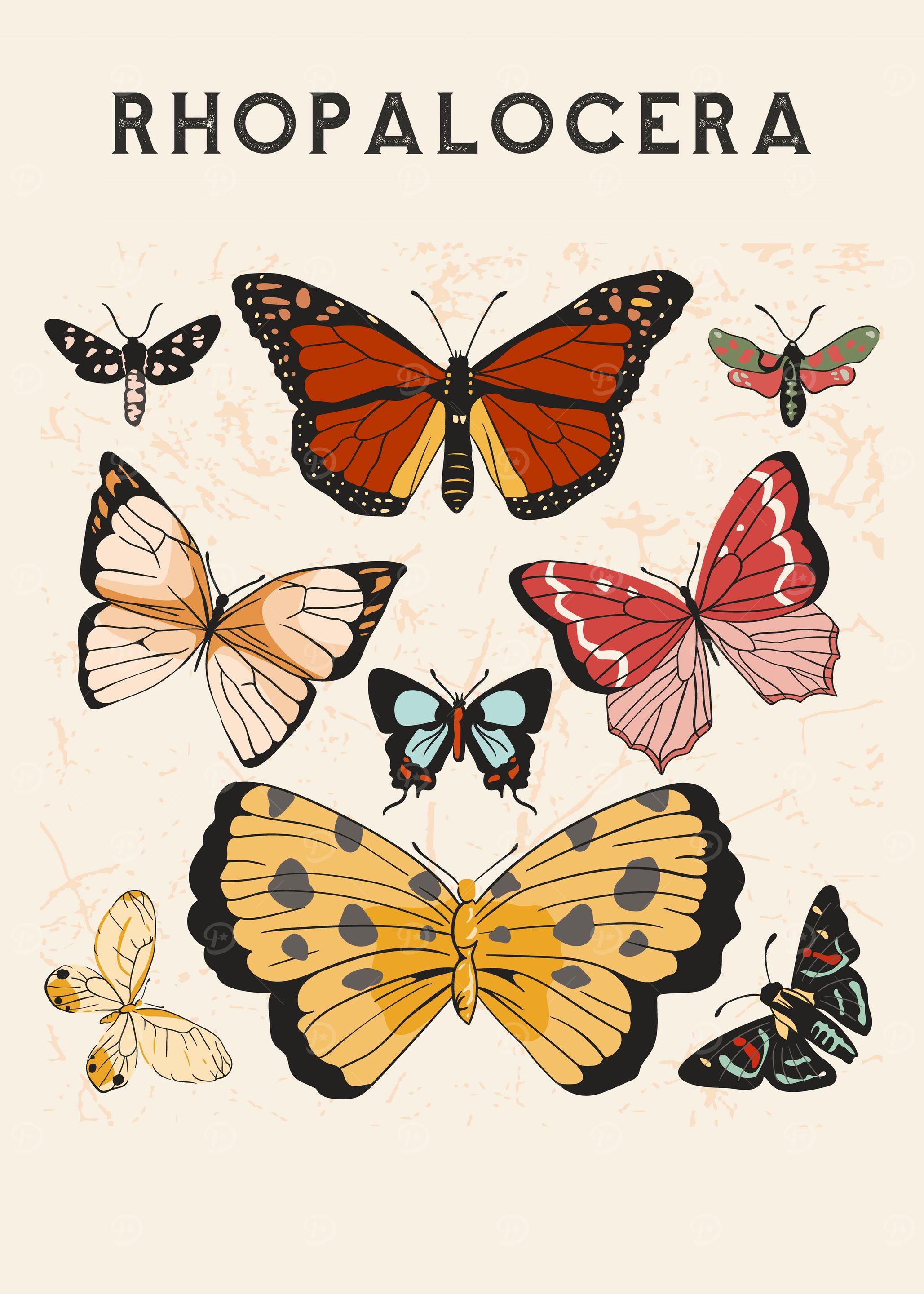 Butterflies Rhopalocera